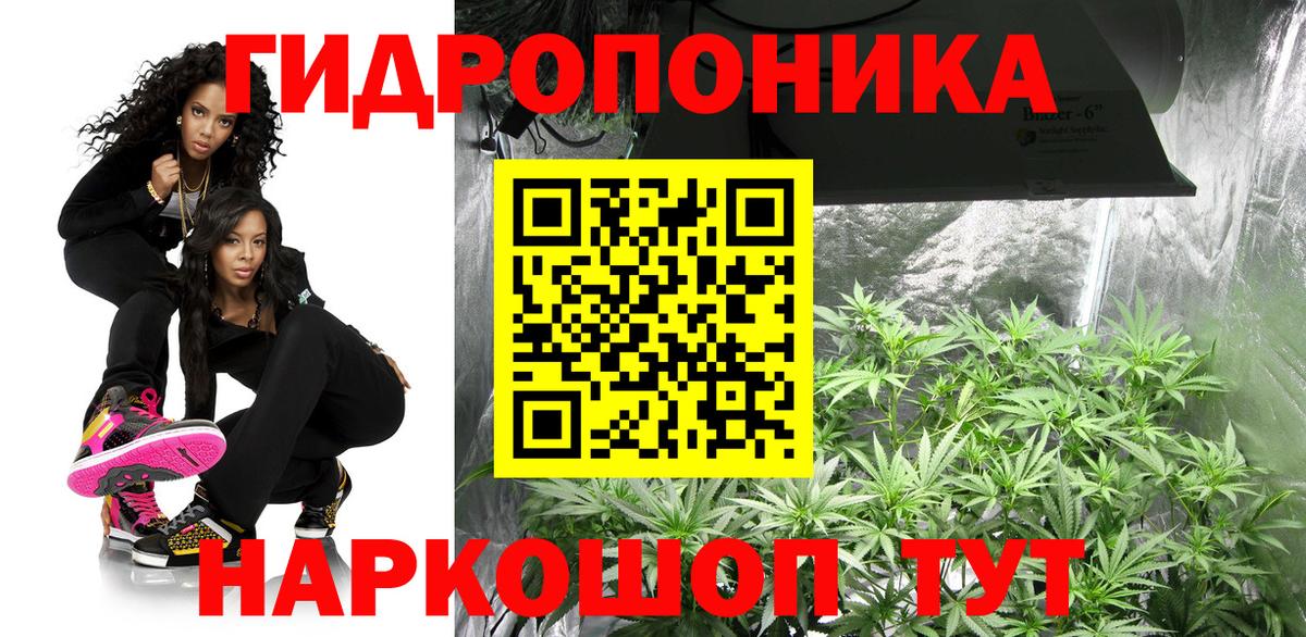 Конопля гибрид Губкинский